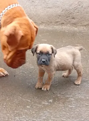 1-3 months Female Purebred Boerboel