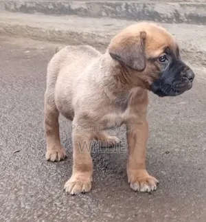 1-3 months Female Purebred Boerboel