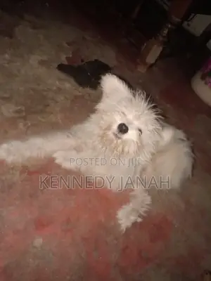 3-6 months Female Purebred Maltese