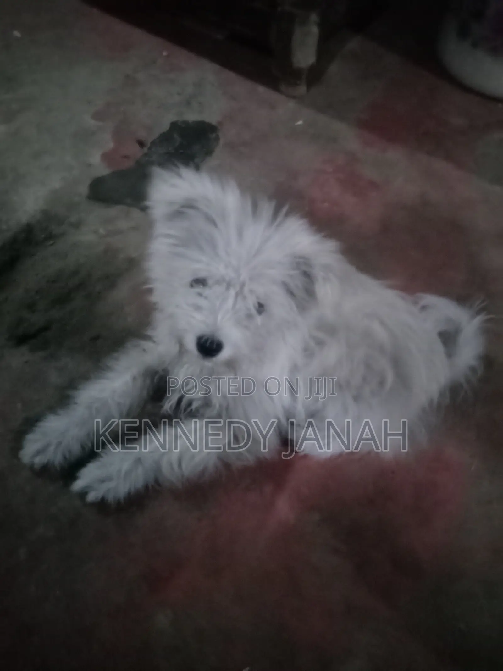 3-6 months Female Purebred Maltese