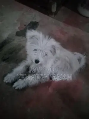 3-6 months Female Purebred Maltese