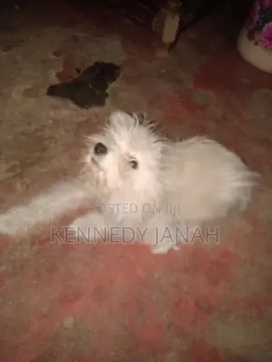 3-6 months Female Purebred Maltese