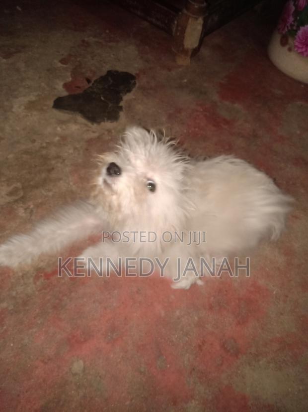 3-6 months Female Purebred Maltese - thumbnail 3