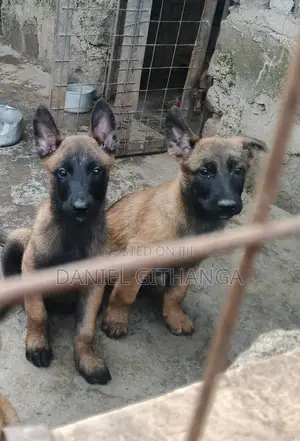 1-3 months Male Purebred Belgian Malinois