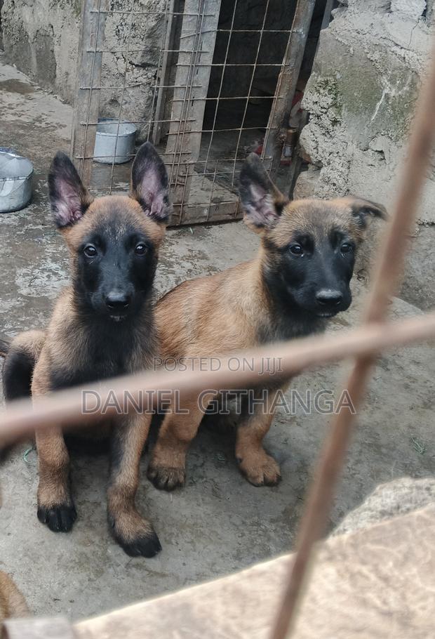 1-3 months Male Purebred Belgian Malinois