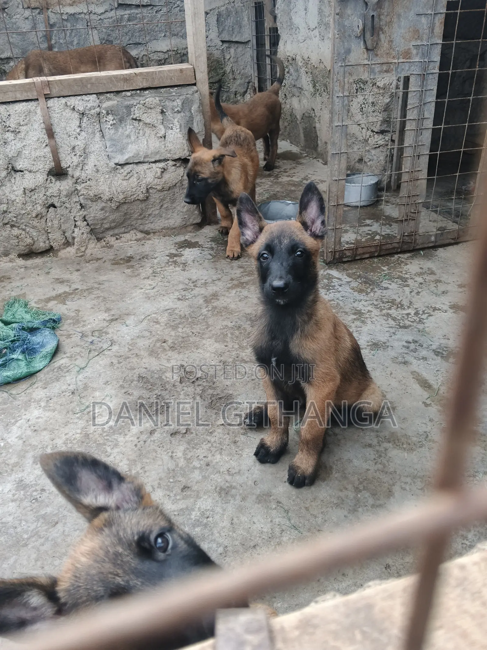 1-3 months Male Purebred Belgian Malinois