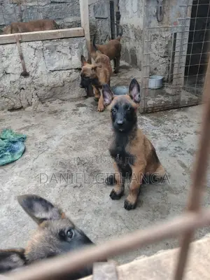 1-3 months Male Purebred Belgian Malinois