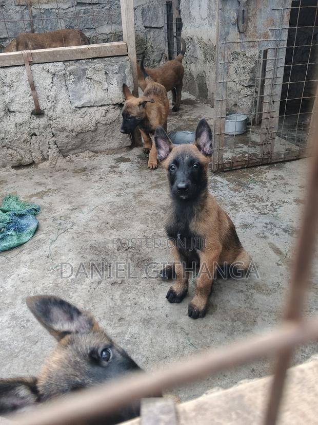 1-3 months Male Purebred Belgian Malinois - thumbnail 2