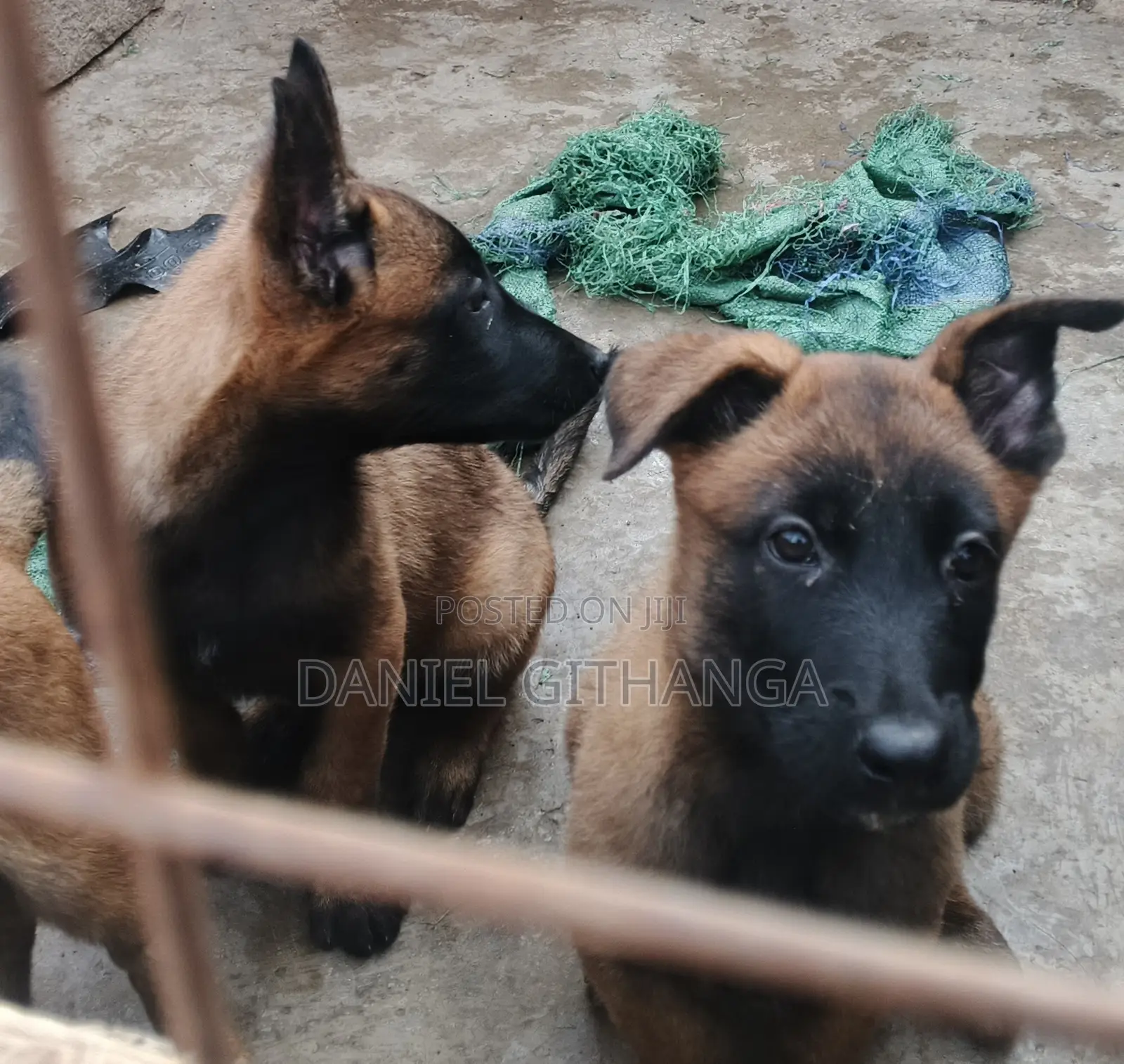 1-3 months Male Purebred Belgian Malinois