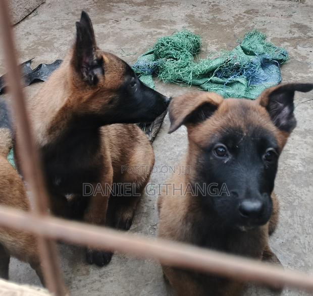 1-3 months Male Purebred Belgian Malinois - thumbnail 3