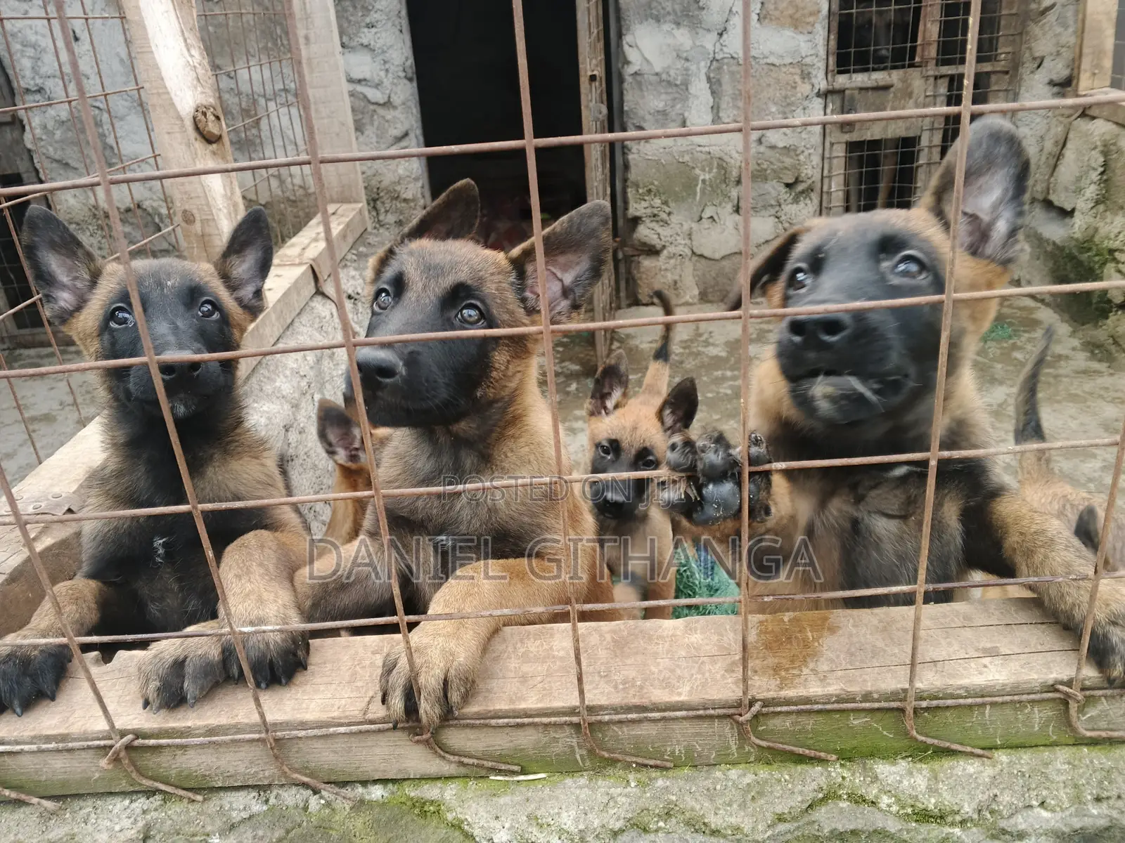 1-3 months Male Purebred Belgian Malinois