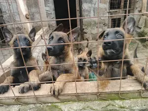 1-3 months Male Purebred Belgian Malinois