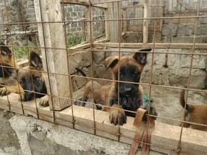 1-3 months Male Purebred Belgian Malinois