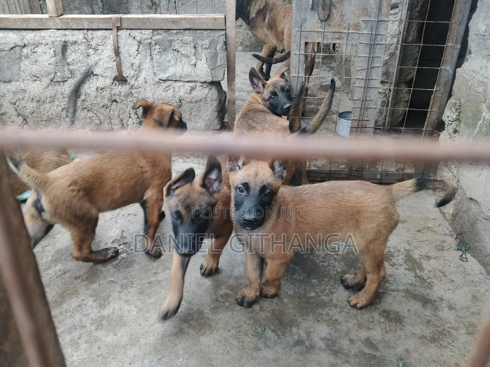 1-3 months Male Purebred Belgian Malinois