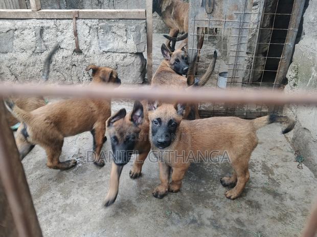 1-3 months Male Purebred Belgian Malinois - thumbnail 6