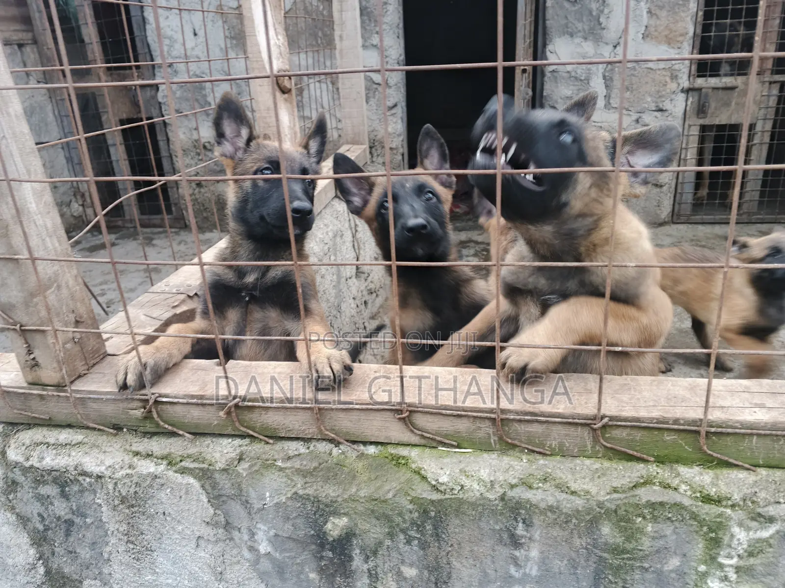 1-3 months Male Purebred Belgian Malinois