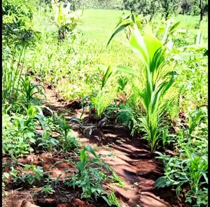4 Acres Mbeti Gachoka Embu