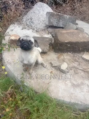 3-6 months Female Purebred Pug