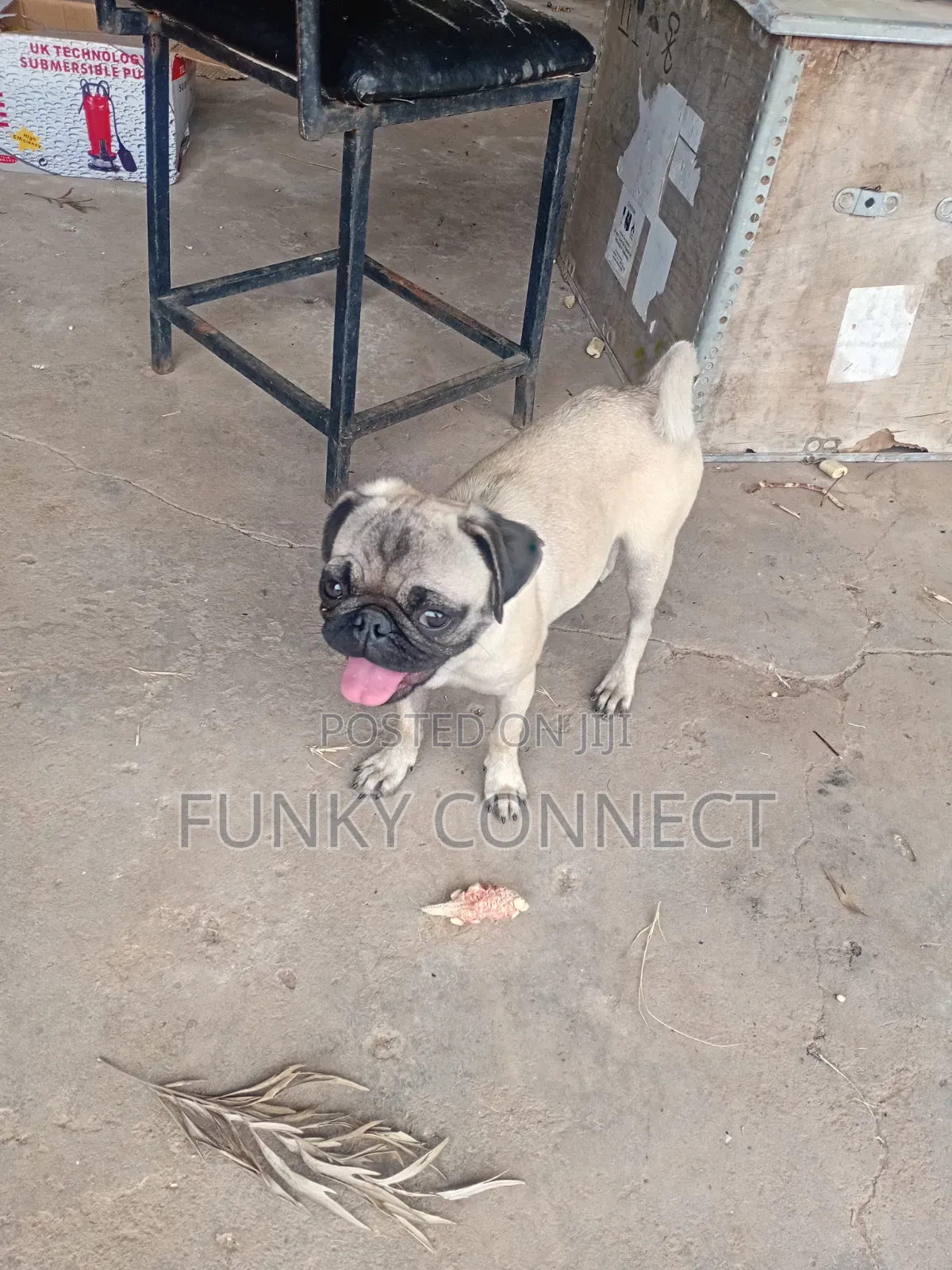 3-6 months Female Purebred Pug