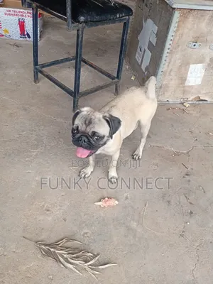 3-6 months Female Purebred Pug