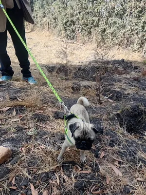 3-6 months Female Purebred Pug