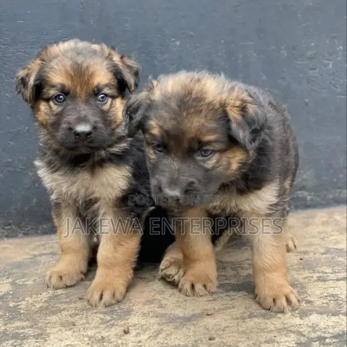 1-3 months Male Purebred German Shepherd
