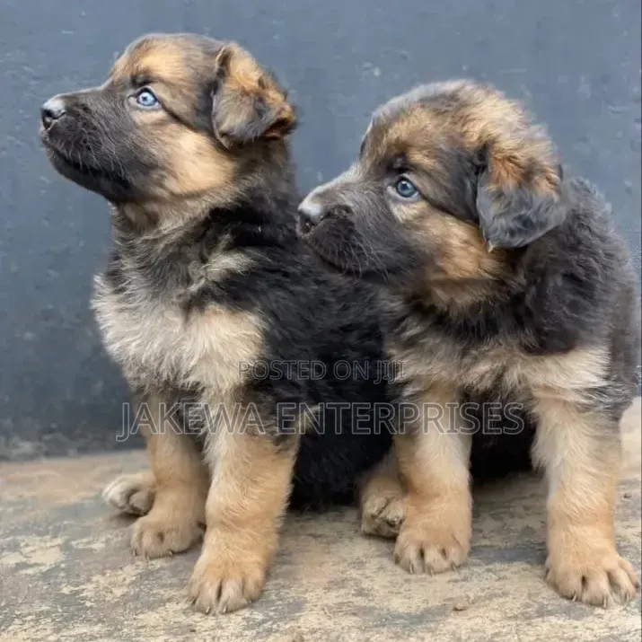 1-3 months Male Purebred German Shepherd