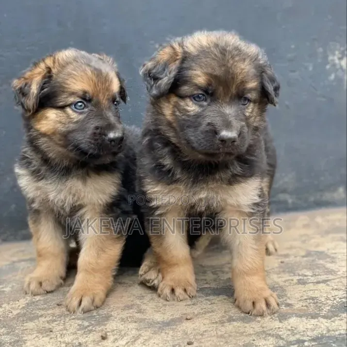 1-3 months Male Purebred German Shepherd