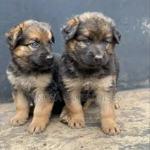1-3 months Male Purebred German Shepherd