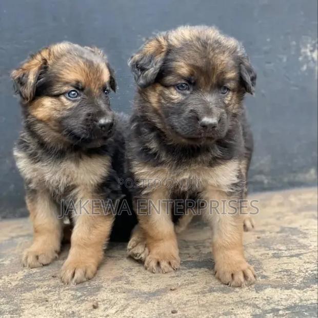 1-3 months Male Purebred German Shepherd