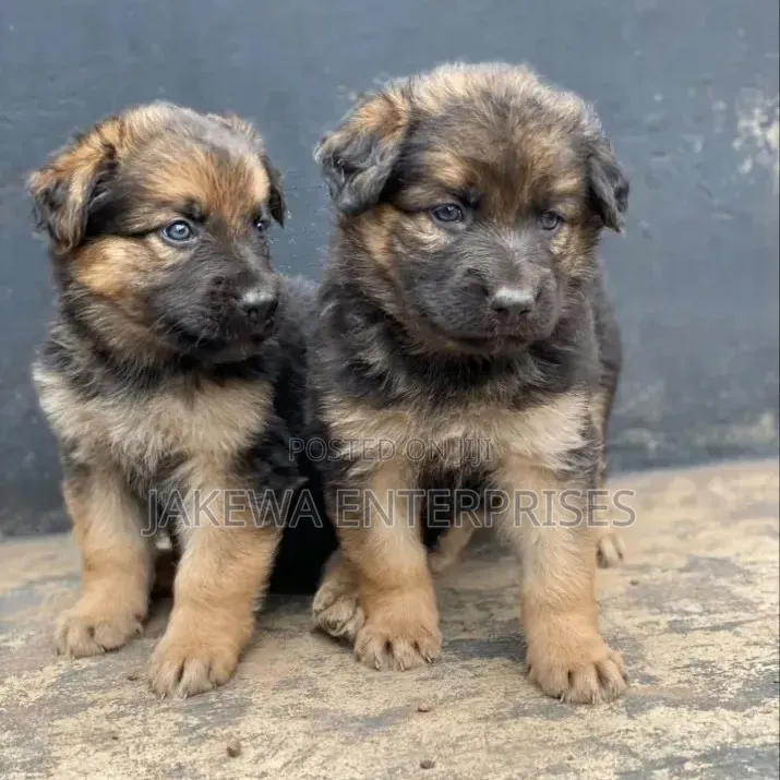 1-3 months Male Purebred German Shepherd