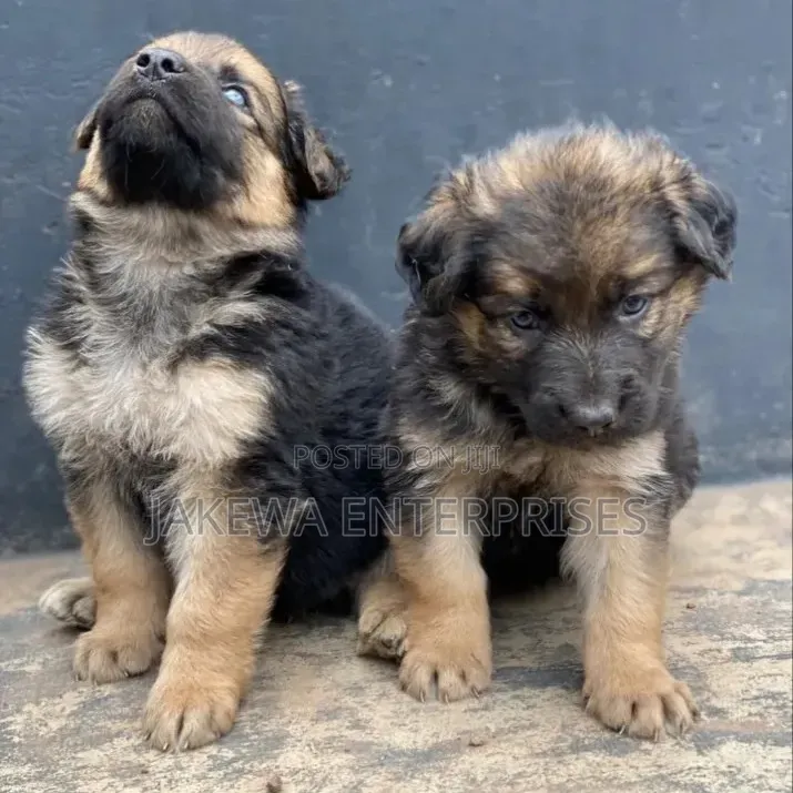 1-3 months Male Purebred German Shepherd