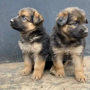 1-3 months Male Purebred German Shepherd