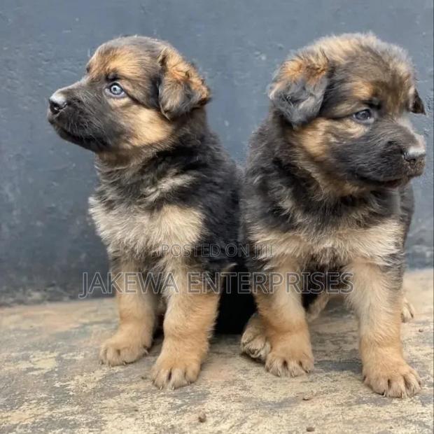 1-3 months Male Purebred German Shepherd