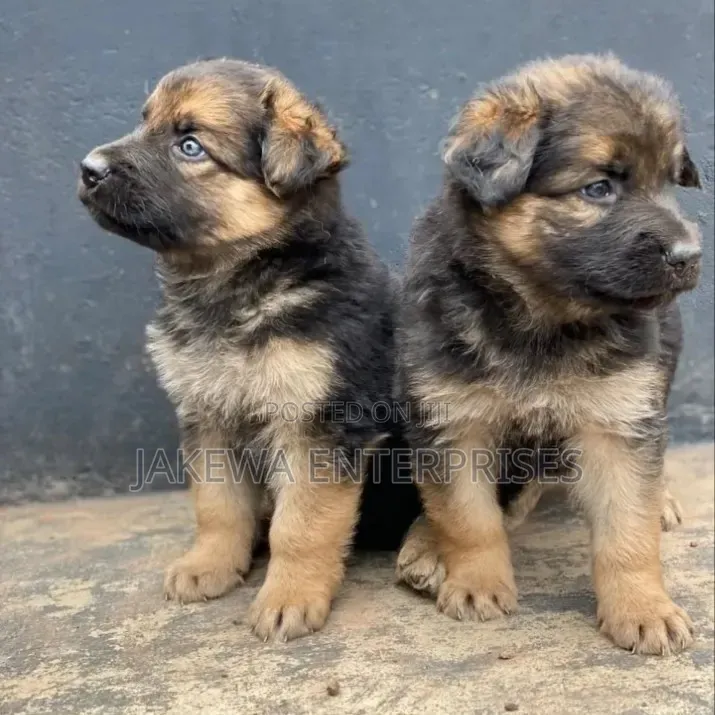 1-3 months Male Purebred German Shepherd