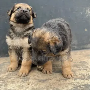 1-3 months Male Purebred German Shepherd