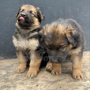 1-3 months Male Purebred German Shepherd