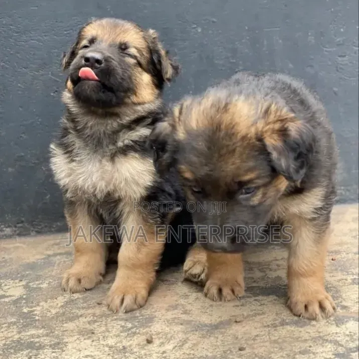1-3 months Male Purebred German Shepherd