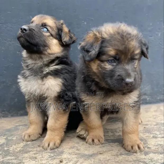 1-3 months Male Purebred German Shepherd
