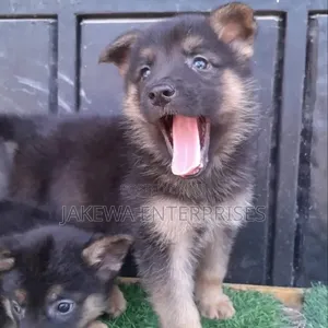 1-3 months Male Purebred German Shepherd