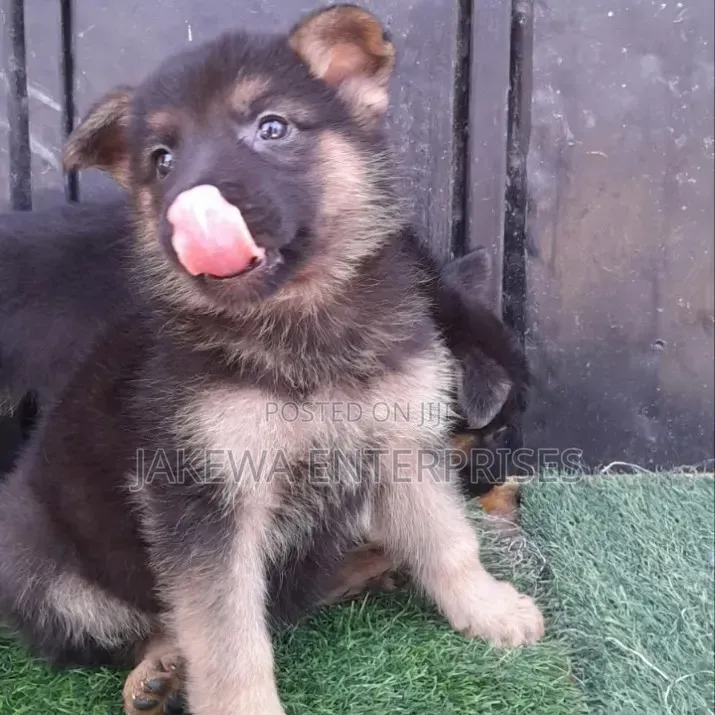 1-3 months Male Purebred German Shepherd