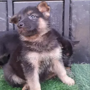 1-3 months Male Purebred German Shepherd