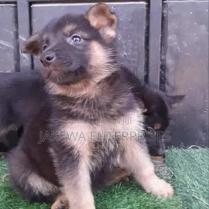 1-3 months Male Purebred German Shepherd