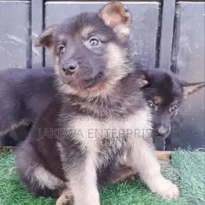 1-3 months Male Purebred German Shepherd
