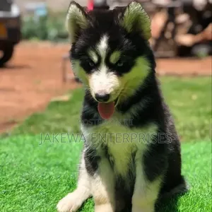 1-3 months Male Purebred Siberian Husky