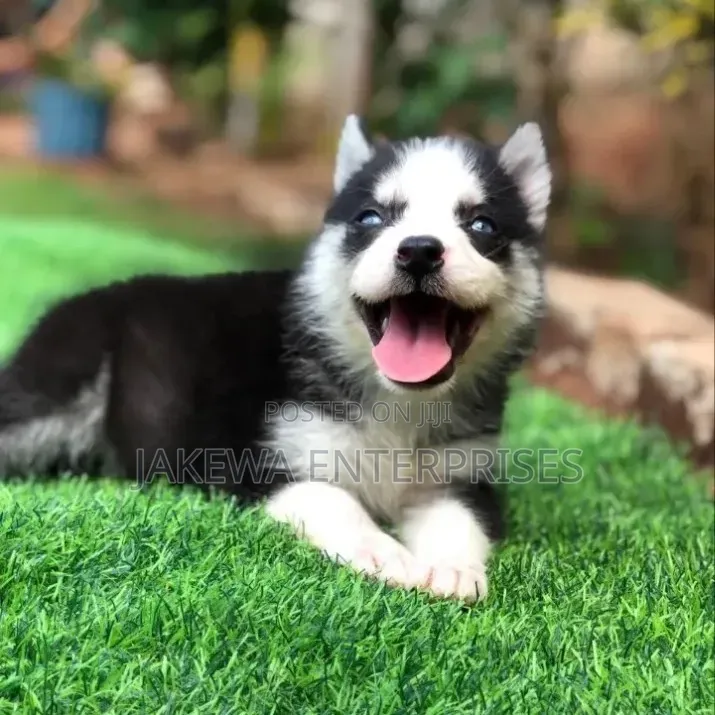 1-3 months Female Purebred Siberian Husky