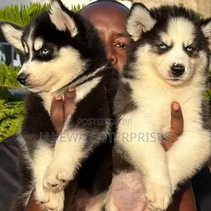 1-3 months Female Purebred Siberian Husky