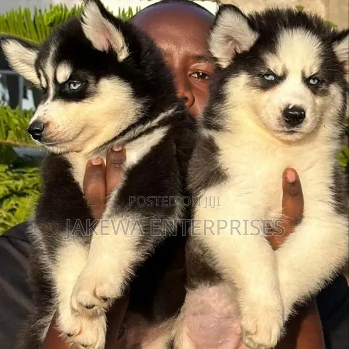 1-3 months Female Purebred Siberian Husky