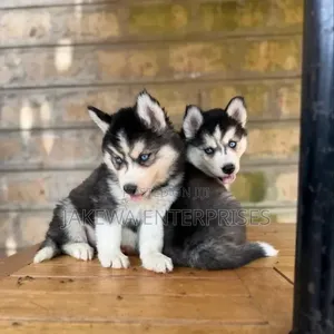1-3 months Male Purebred Siberian Husky