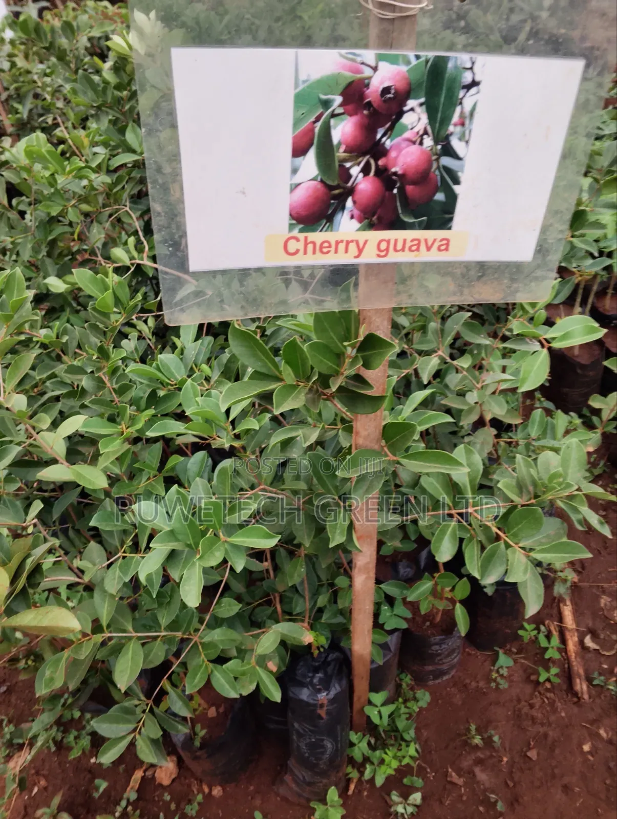 Strawberry Guava/Cherry Guava